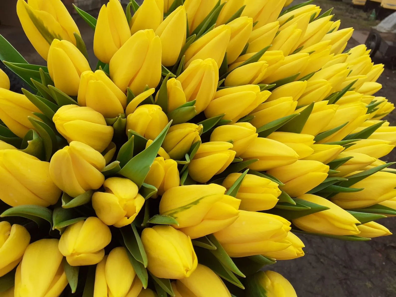 Желтые - Хит продаж