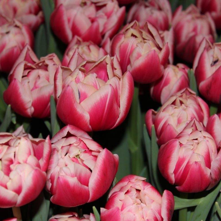 Пионовидные тюльпаны, сорт Коламбус - розово-белые