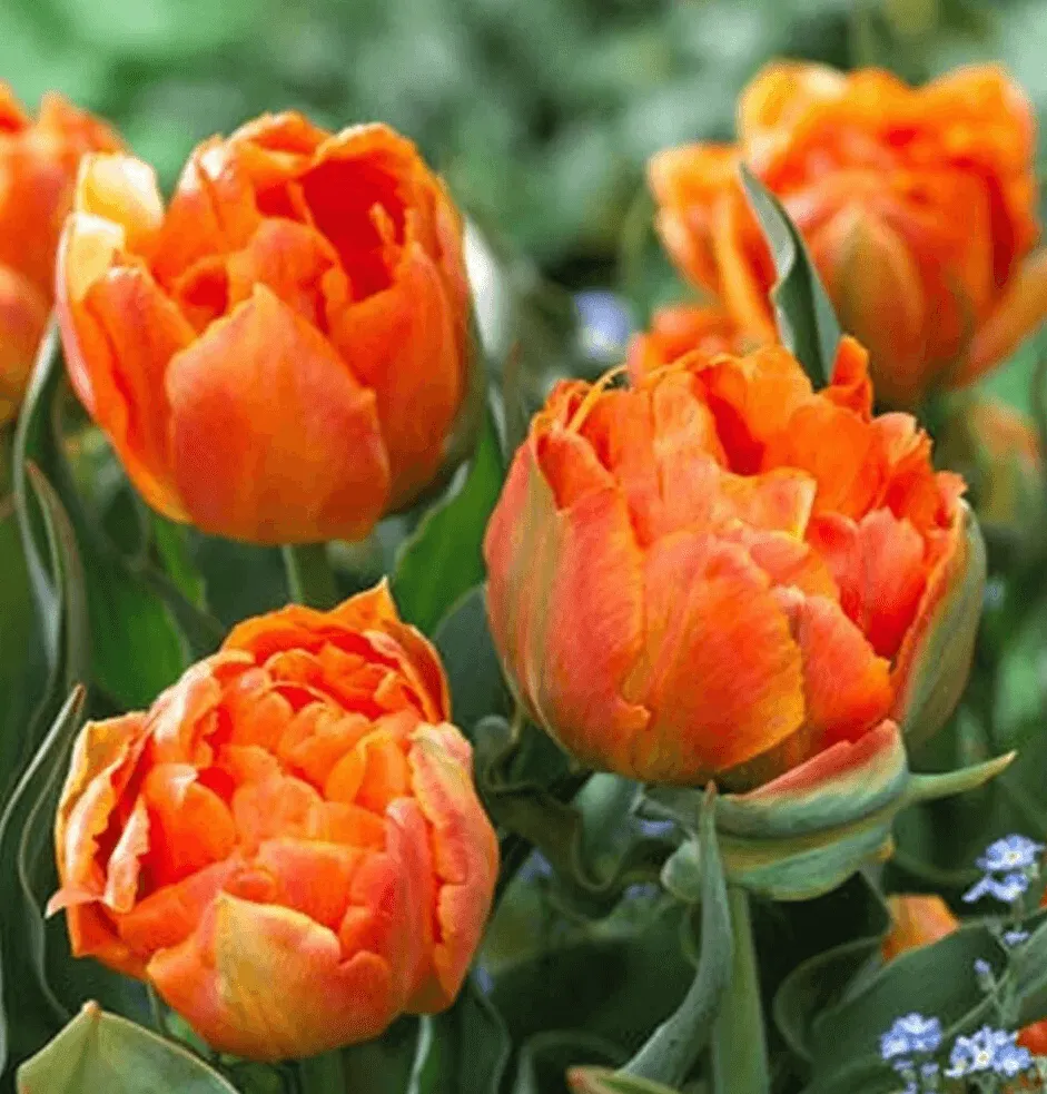 Пионовидные тюльпаны, сорт Орка - ярко- рыжие