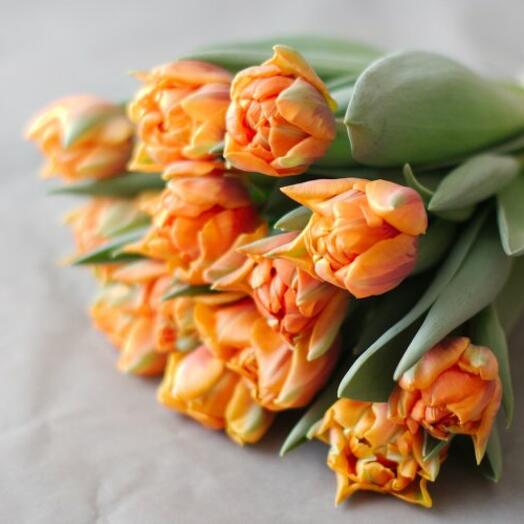 Пионовидные тюльпаны, сорт Айкун - нежно рыжие