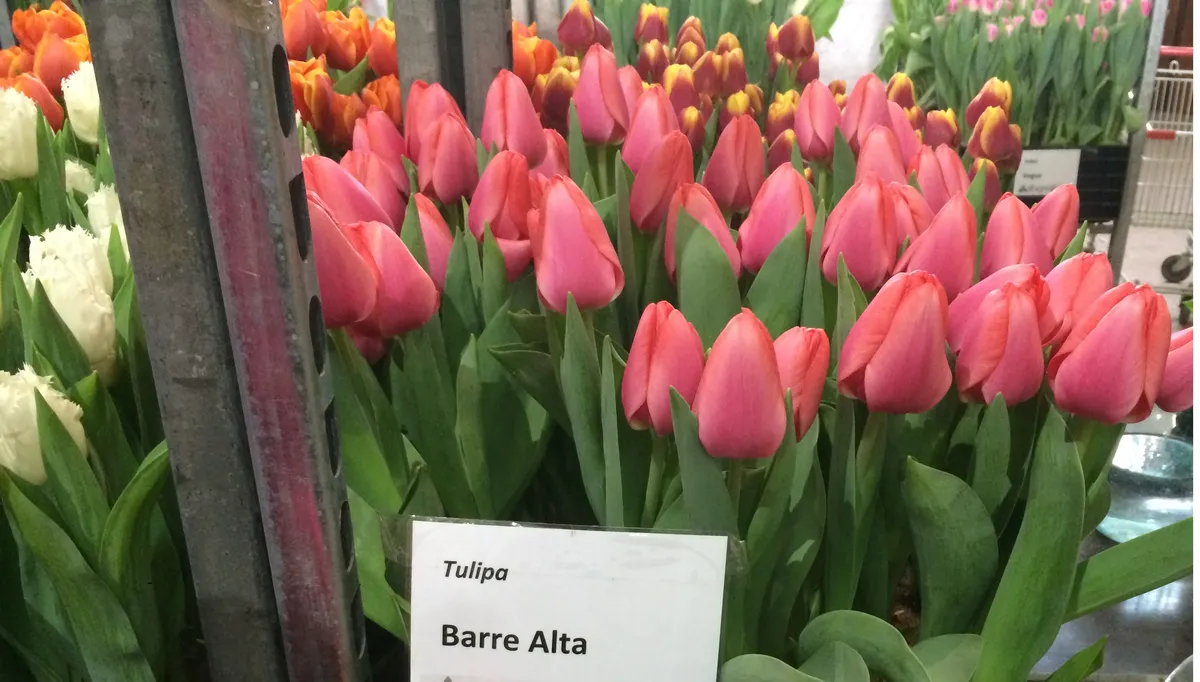 Розовый (лосось)