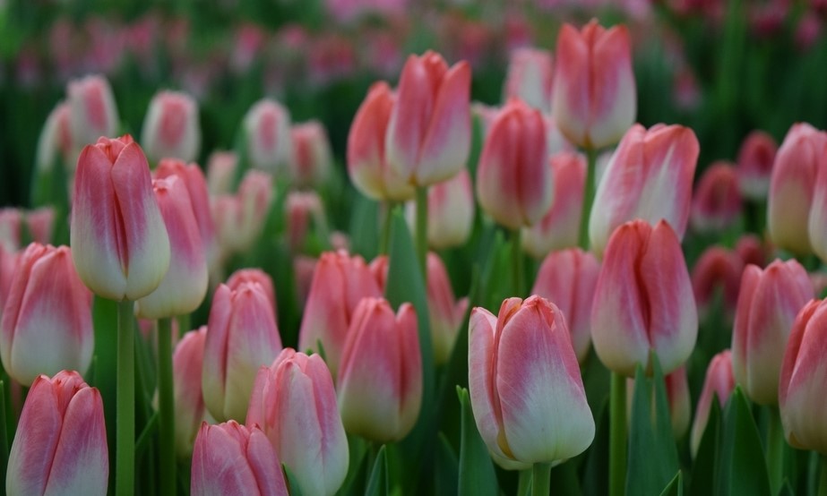 Бело-розовые